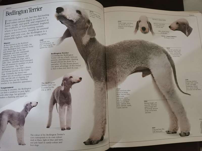 The Ultimate Dog Book by David Taylor