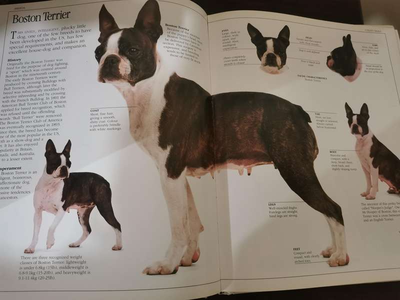 The Ultimate Dog Book by David Taylor