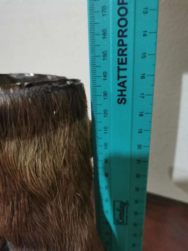 Vintage Buffalo Hoof Ashtray
