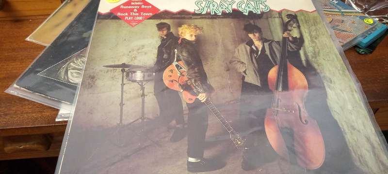 Stray cats