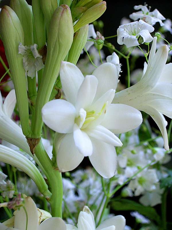 Tuberose  (Polianthes tuberosa) - 1 bulb
