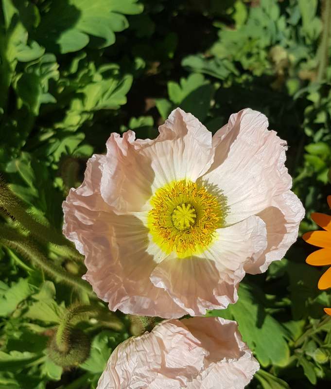 Iceland poppy - 100 seeds