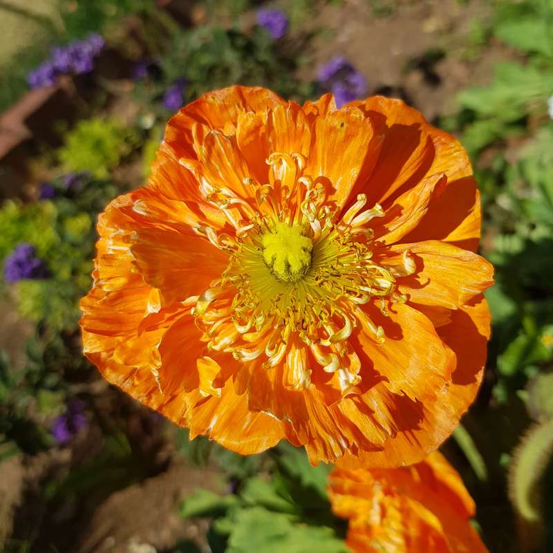 Iceland poppy - 100 seeds