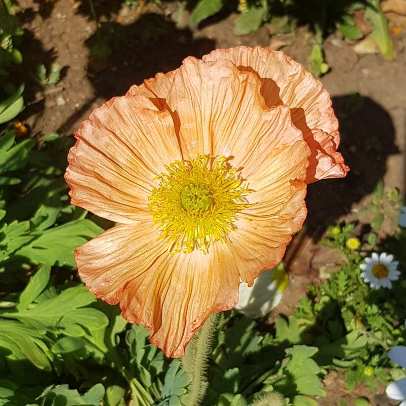 Iceland poppy - 100 seeds