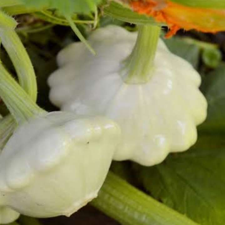 Bennings green tint scallop (patty pan) - 5 seeds