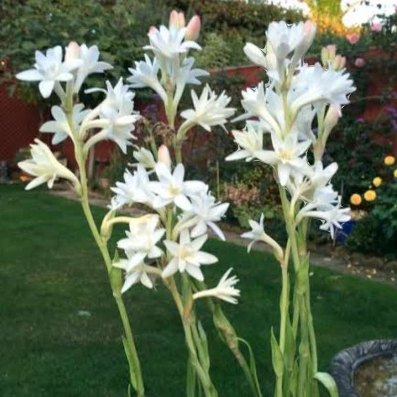 Tuberose  (Polianthes tuberosa) - 1 bulb