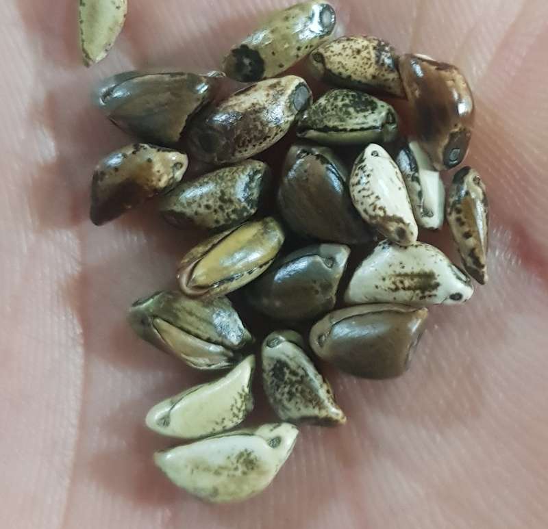Teosinte (ancestor of corn) see description - 10 seeds