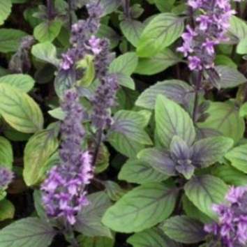 'Blue spice' basil - 100 seeds