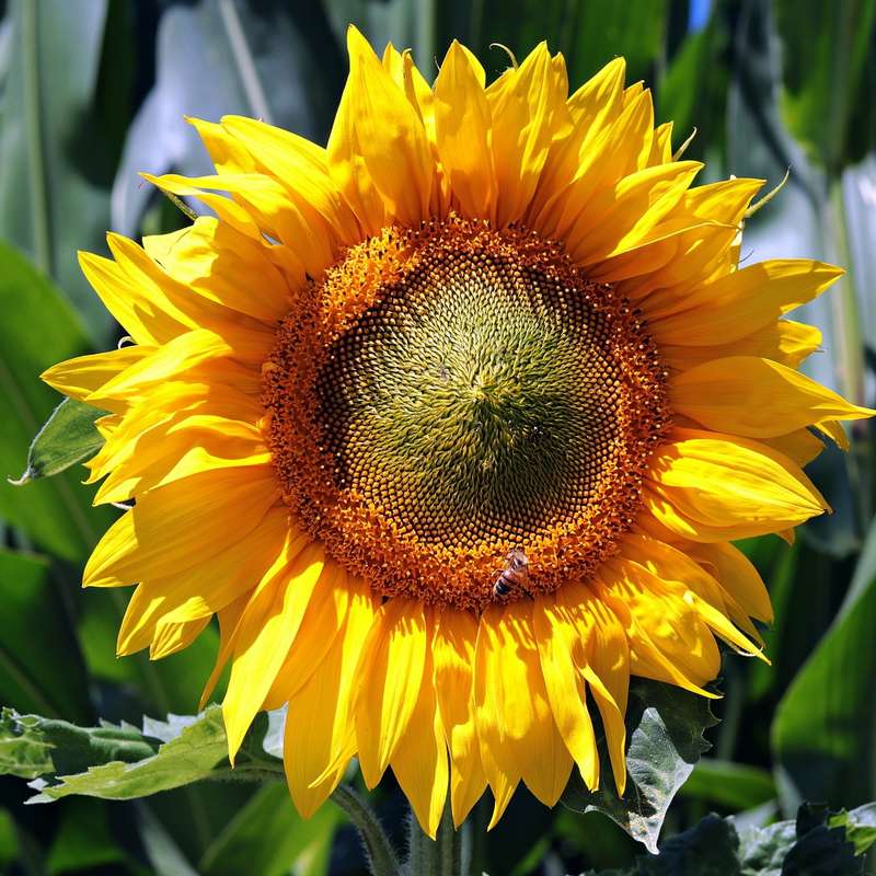 Giant sunflower 'titan' - 15 seeds