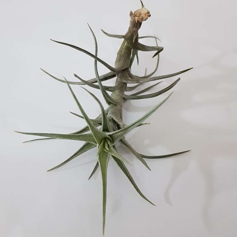 Airplant (tilandsia) : live plant - see description