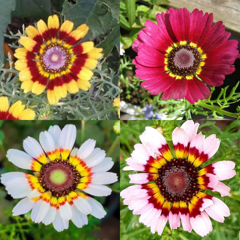 Chrysanthemum carinatum mix - 50 seeds