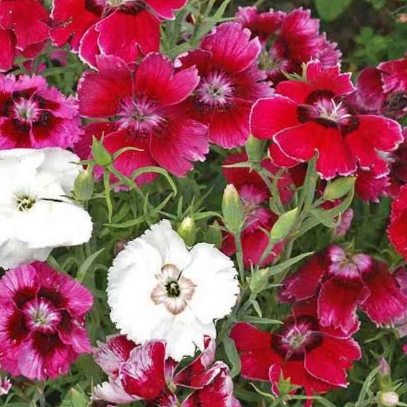 Dianthus 'baby doll' - 100 seeds