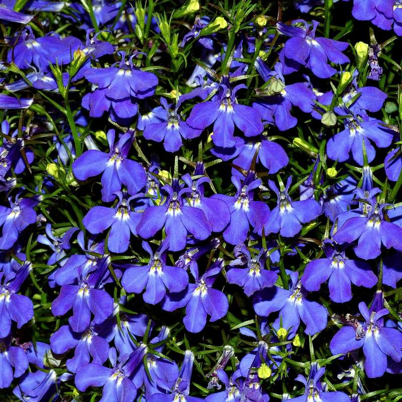 Lobelia `crystal palace` - 200 seeds