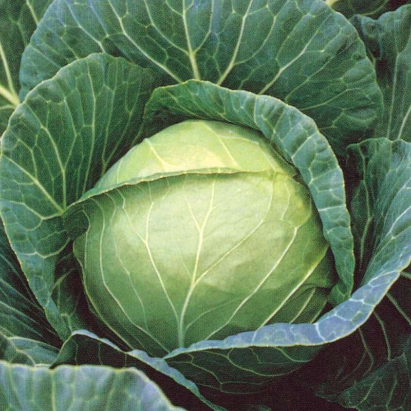 Cabbage `drumhead` - 200 seeds