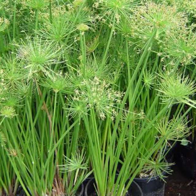 Dwarf papyrus : 1 rooted cutting - see description