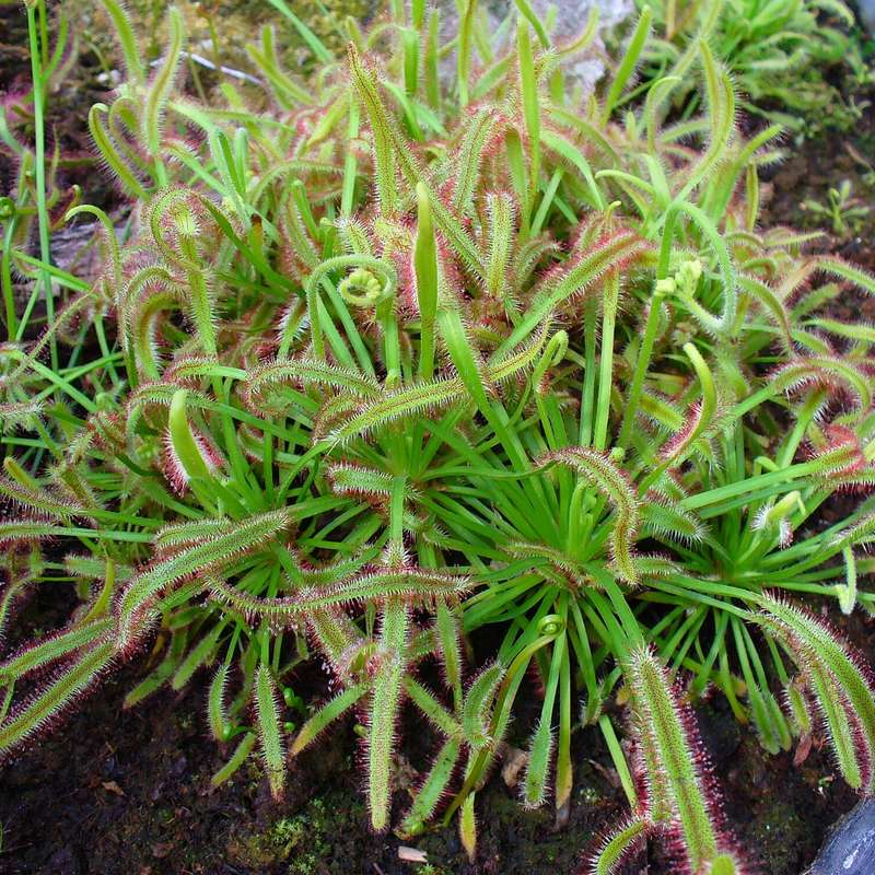 Drosera capensis ( Cape sundew) /Carnivorous plant - 25 seeds