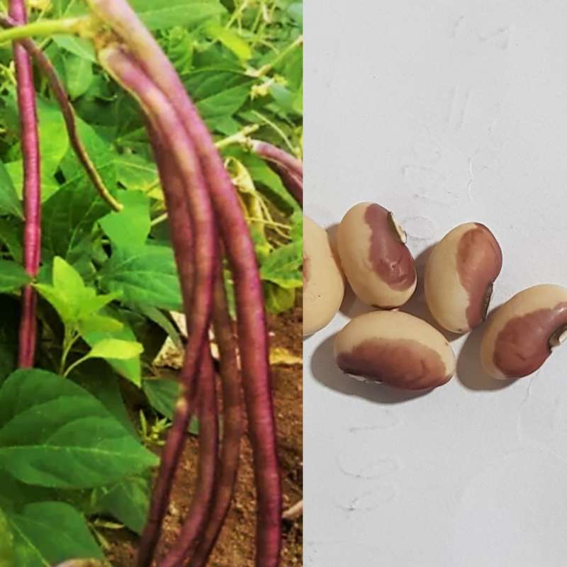 Mosaic yard long bean - 5 seeds
