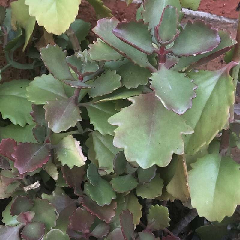 Kalanchoe sexangularis  (indigenous succulent) - 100 seeds