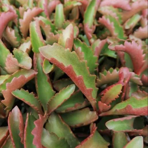 Kalanchoe sexangularis  (indigenous succulent) - 100 seeds
