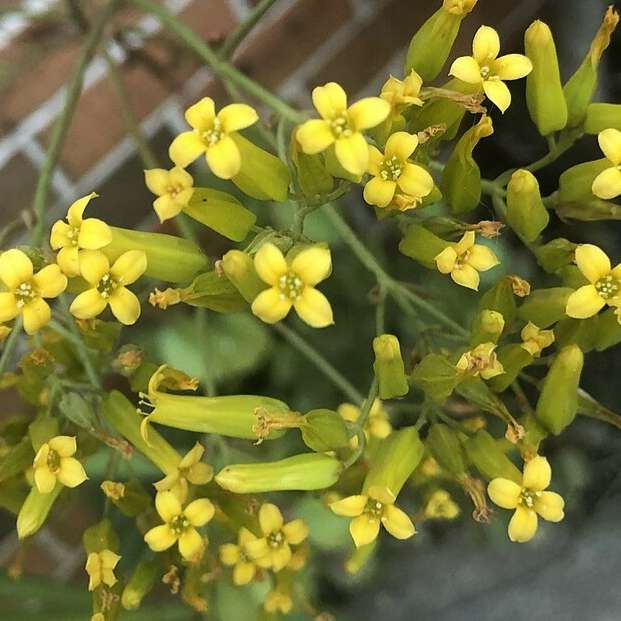 Kalanchoe sexangularis  (indigenous succulent) - 100 seeds