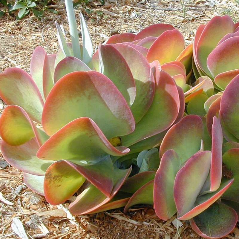 Kalanchoe luciae (indigenous succulent) - 50 seeds