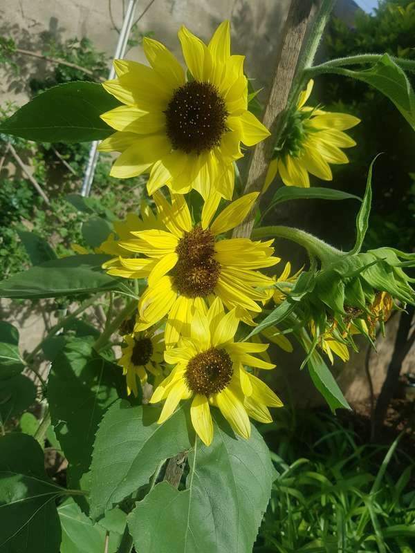 Sunflower `lemon queen` - 15 seeds