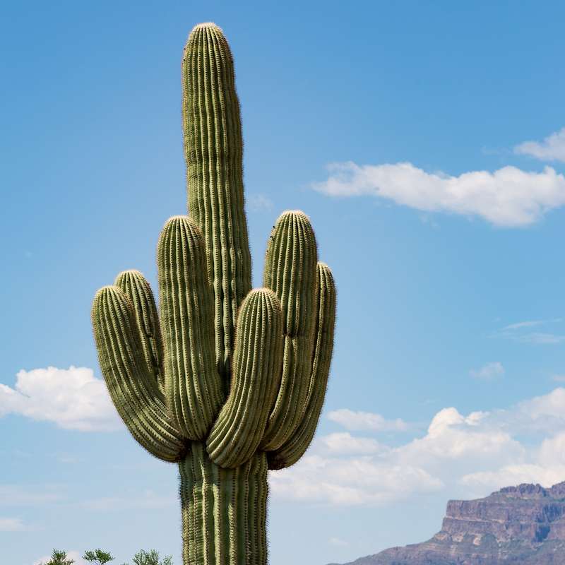Saguaro cactus - 10 seeds