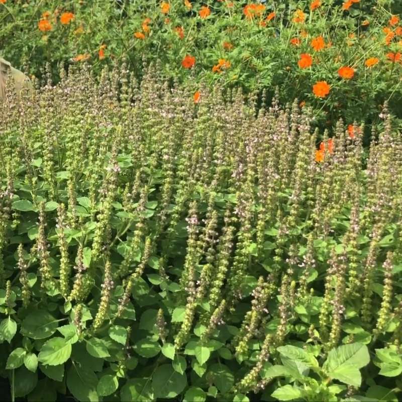 Tulsi basil (holy basil) - 50 seeds