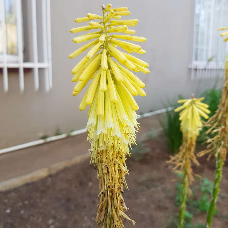 Kniphofia (yellow) - 15 seeds