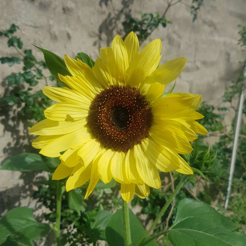 Sunflower `lemon queen` - 15 seeds