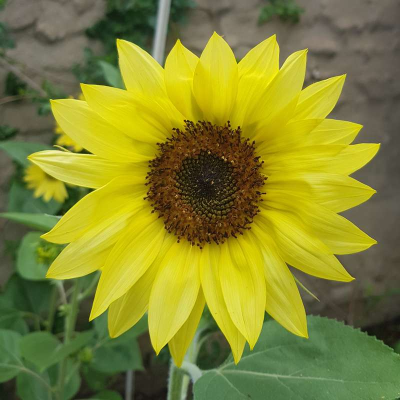 Sunflower `lemon queen` - 15 seeds