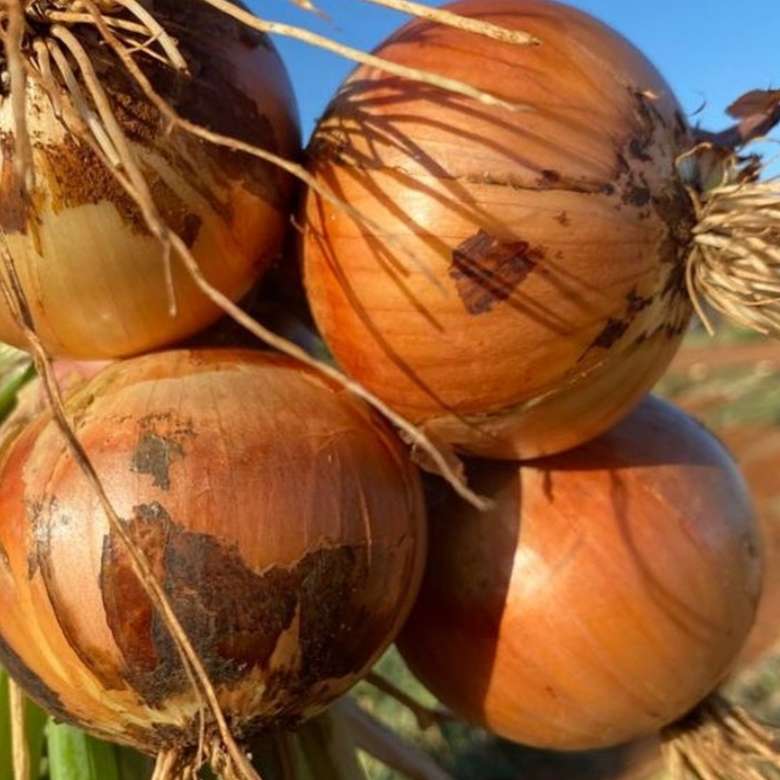 Onion `caledon globe` - 250 seeds
