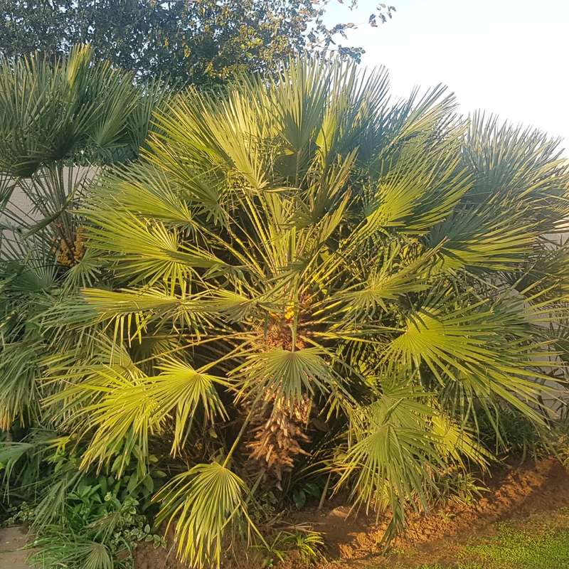 European fan palm - 5 seeds