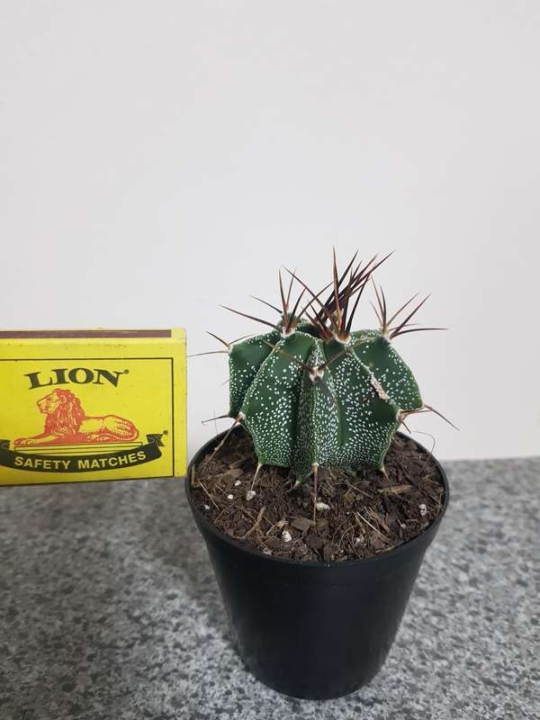 Astrophytum ornatum (live plant bare root)