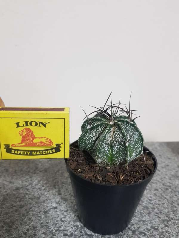 Astrophytum capricorne (live plant, bare root)