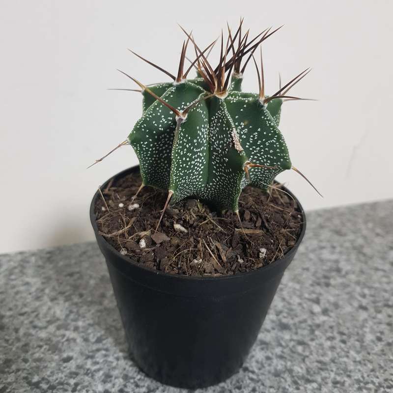 Astrophytum ornatum (live plant bare root)