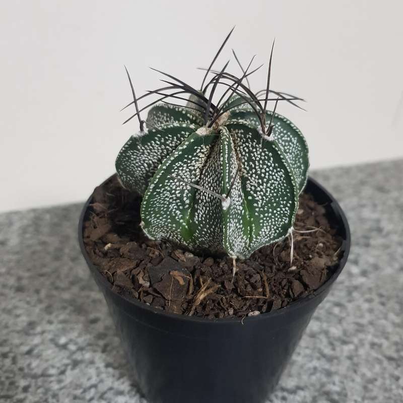 Astrophytum capricorne (live plant, bare root)