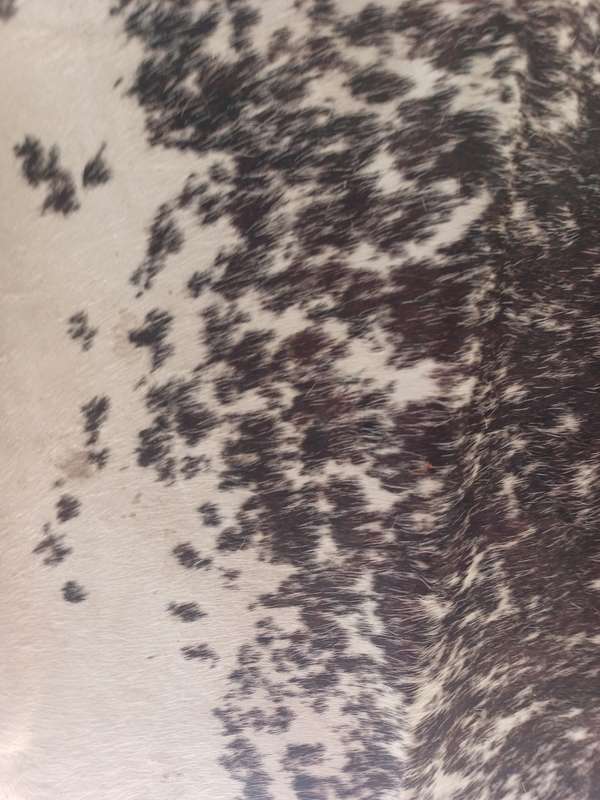 Valuable Nguni hide