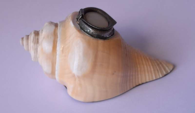 Antique Novelty Sea Shell Snuff Box With Mother Of Pearl Lid And Bakelite Base.