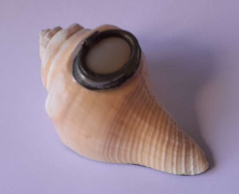 Antique Novelty Sea Shell Snuff Box With Mother Of Pearl Lid And Bakelite Base.
