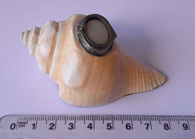 Antique Novelty Sea Shell Snuff Box With Mother Of Pearl Lid And Bakelite Base.
