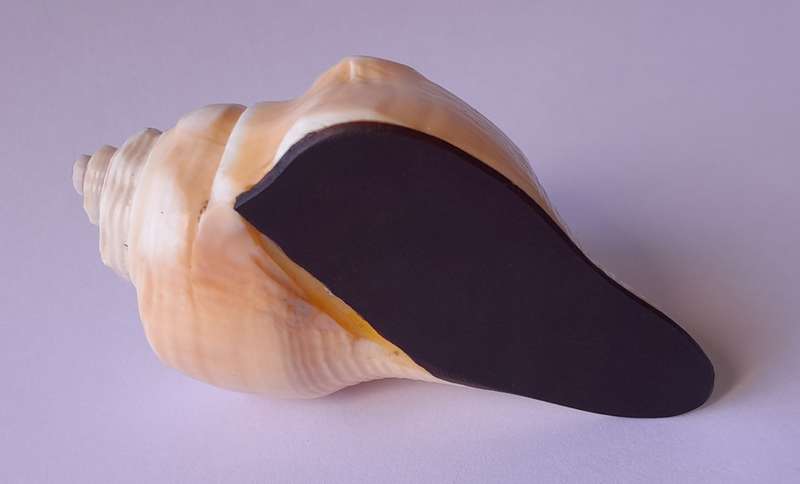 Antique Novelty Sea Shell Snuff Box With Mother Of Pearl Lid And Bakelite Base.