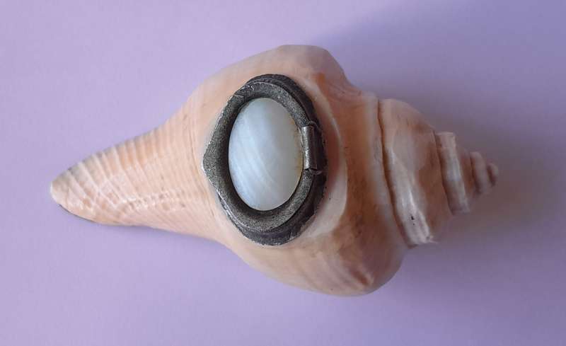 Antique Novelty Sea Shell Snuff Box With Mother Of Pearl Lid And Bakelite Base.