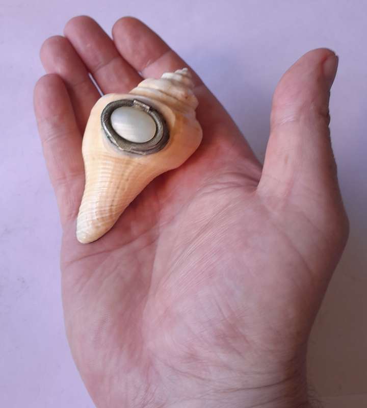 Antique Novelty Sea Shell Snuff Box With Mother Of Pearl Lid And Bakelite Base.