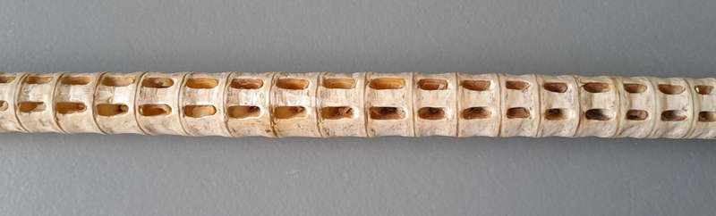 Antique Hugo Bohm Silver Topped Vertebrae Walking Stick. Modernist. Circa 1900.