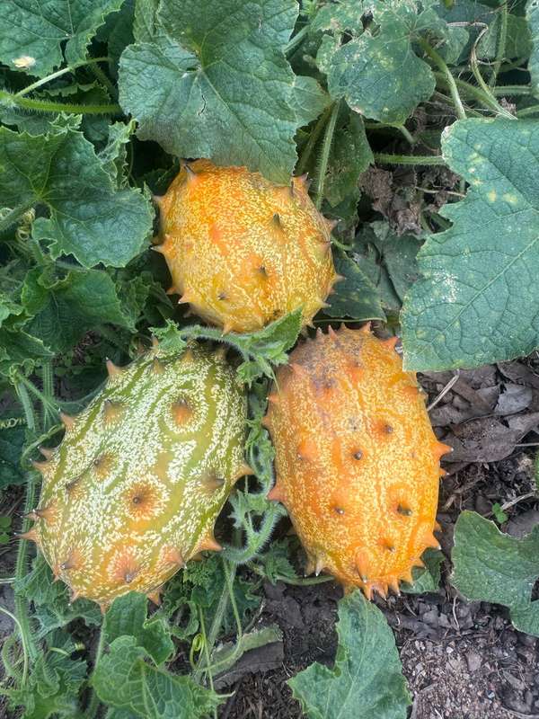 Organic African Horned Cucumber  2kg