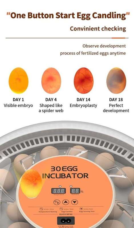 30 Egg Incubator