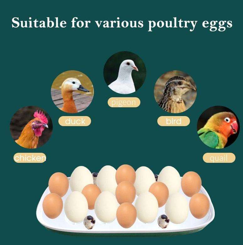 8 Egg Incubator -Retro Yellow Colour