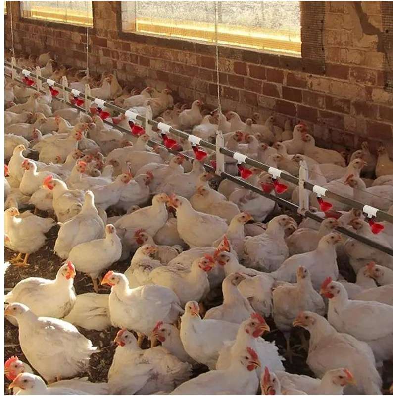Chicken Waterer Cups and PVC Tee Fittings -20Pack