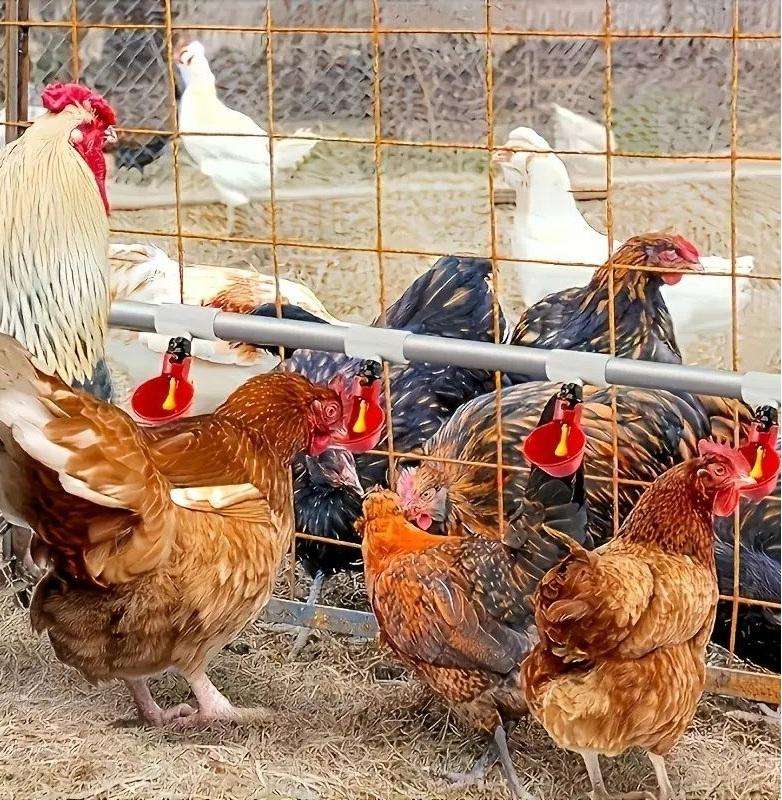 Chicken Waterer Cups and PVC Tee Fittings -20Pack